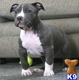 Puppies in Clovis